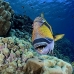 triggerfish_titan_bro_b_ni_v_0604_egy1079.jpg